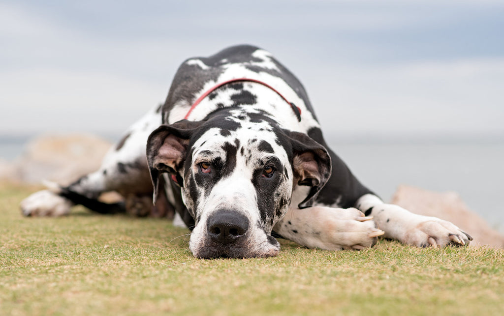 Here's Our Not-so-Definitive Guide to Great Dane Colors & Coats