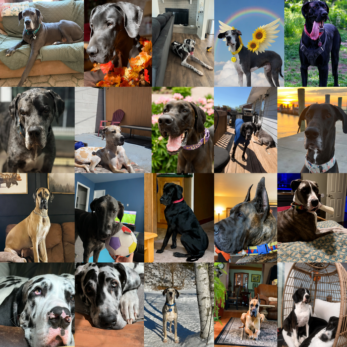 Meet Our Dogs of the Month — August 2026