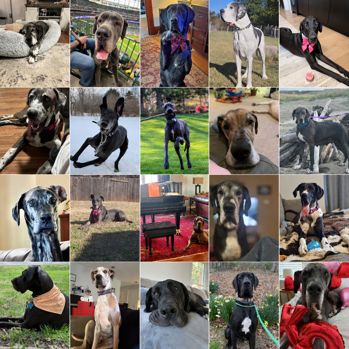 Meet Our Dogs of the Month — June