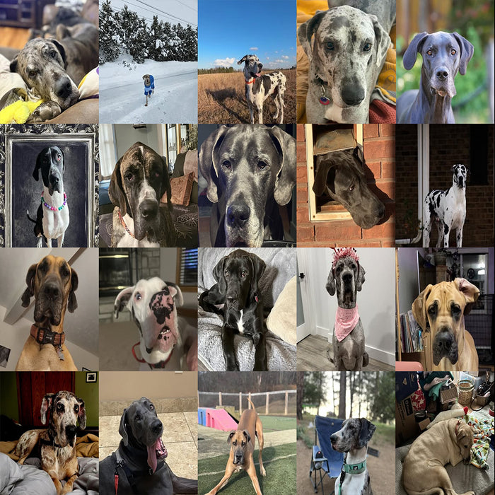 Meet Our Dogs of the Month — March