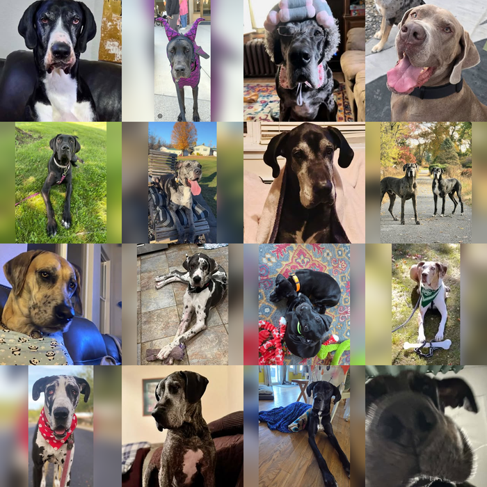 Meet Our Dogs of the Month — November 2026