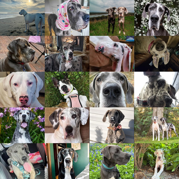 Meet Our Dogs of the Month — November