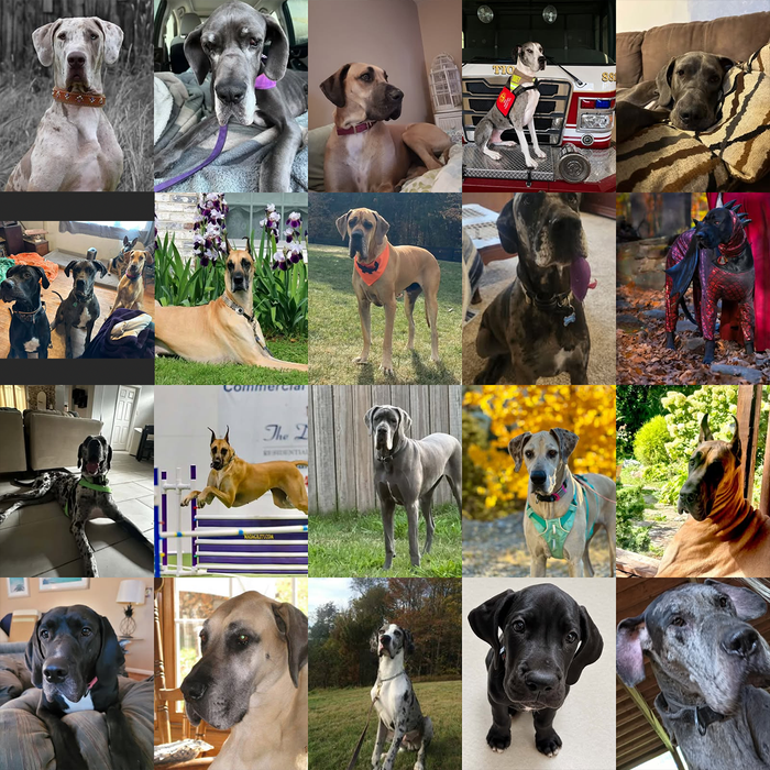 Meet Our Dogs of the Month — October 2026