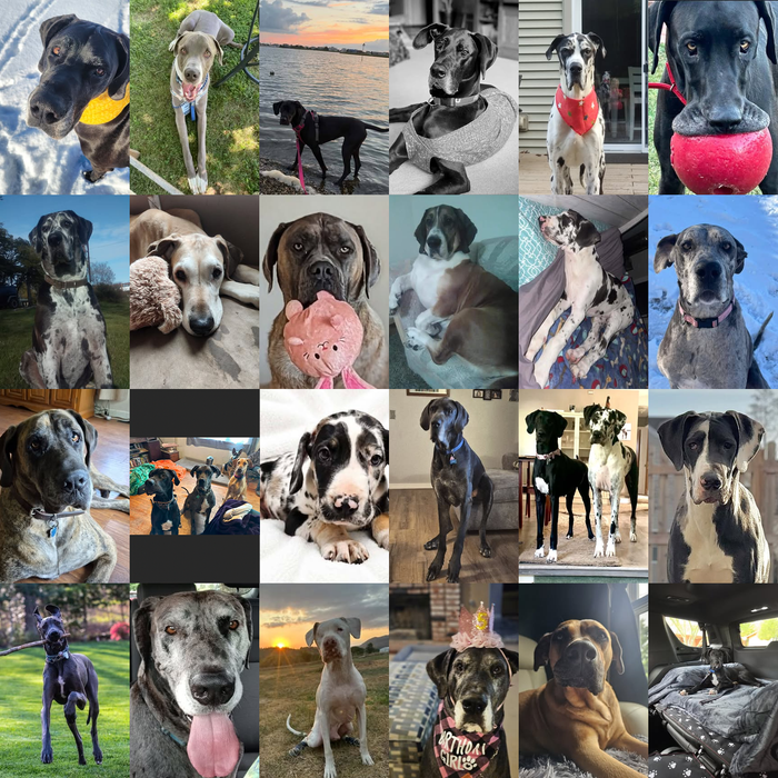 Meet Our Dogs of the Month — September 2026
