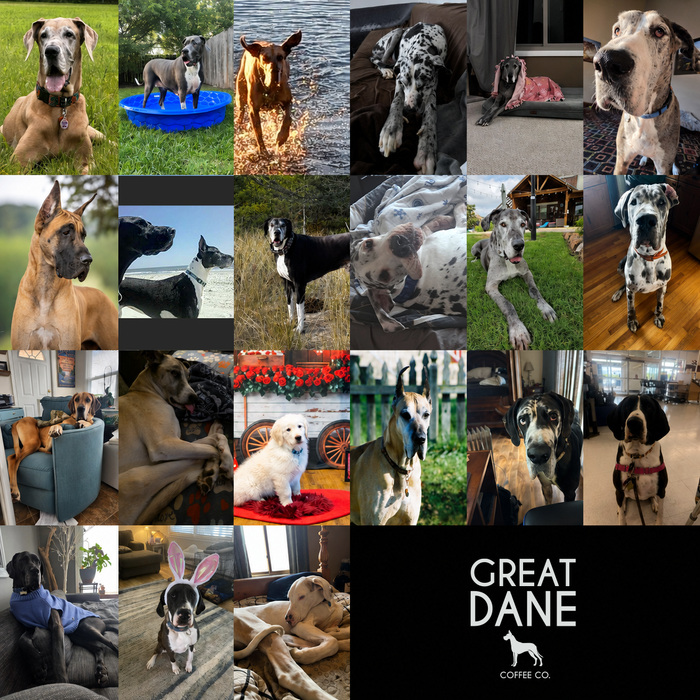 Meet Our Dogs of the Month — May