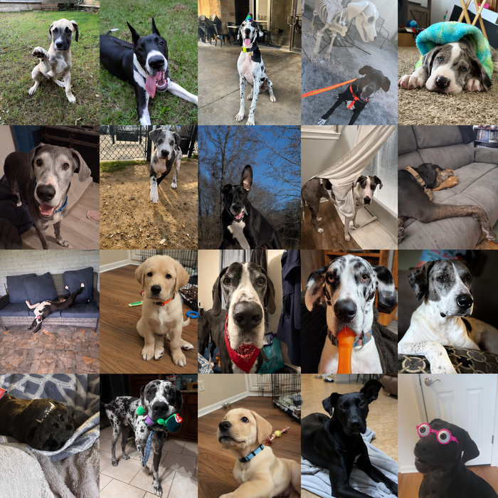 Save Rocky Dogs of the Month — August 2026
