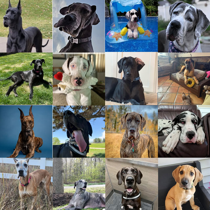 Meet Our Dogs of the Month — August