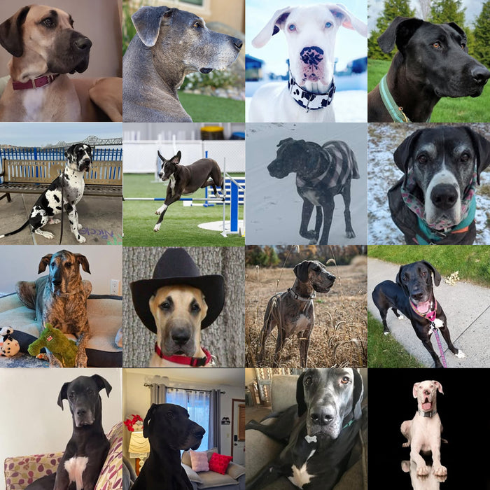 Meet Our Dogs of the Month — January/February
