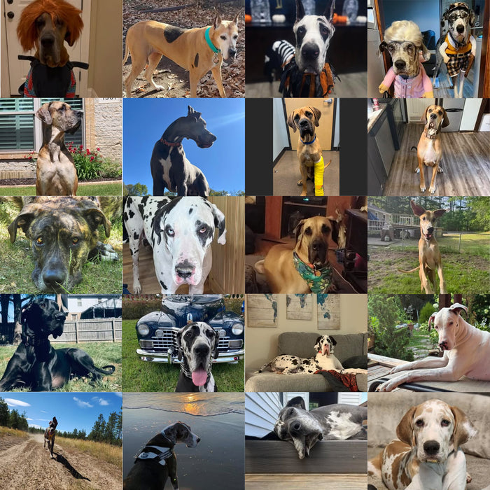 Meet Our Dogs of the Month — October