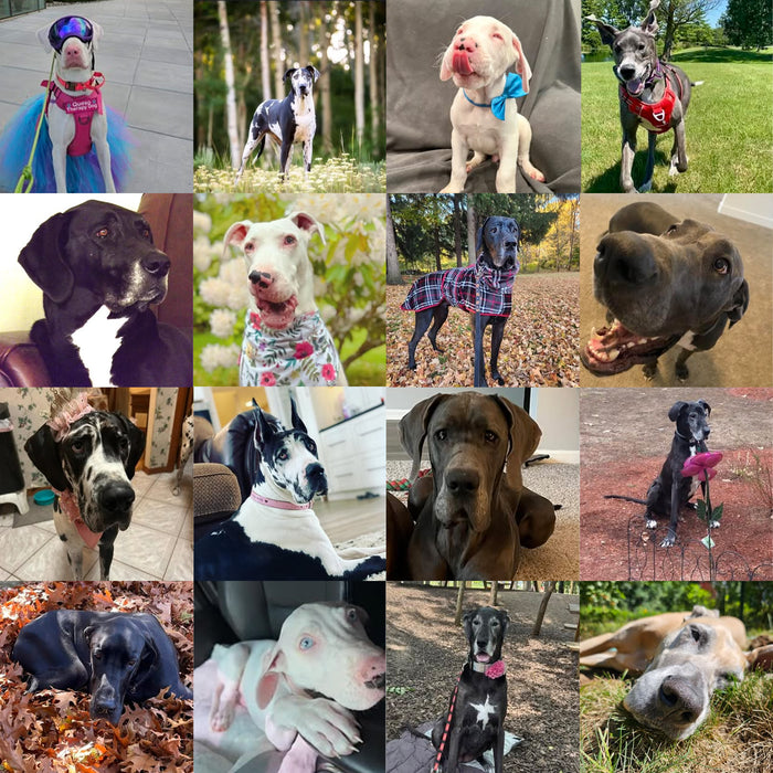 Meet Our Dogs of the Month — September