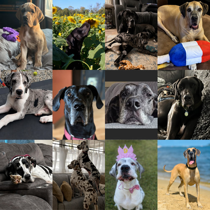 MAGDRL Dogs of the Month — June